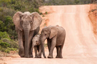 Photo d'éléphants en Afrique du Sud 