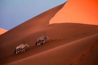 Photo d'oryx en Namibie