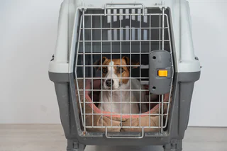 Transport animaux en soute Genève aéroport