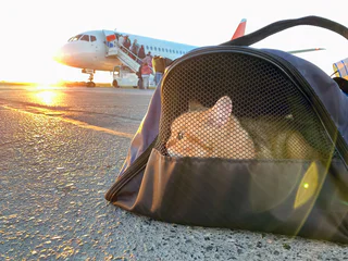 Transport d'animaux Genève aéroport
