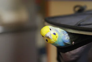 Animaux non acceptés Genève Aéroport