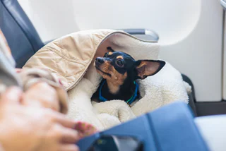 Voyage avec un animal Genève Aéroport